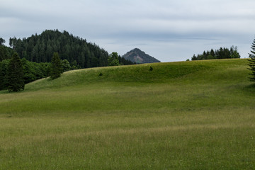 Fototapeta premium A meadow with soft grass in the Rax Alps