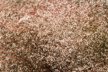 Soft red grass abstract background