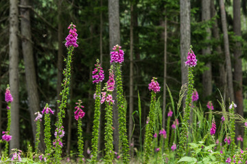 Violet high flowers in the forest in the mountains