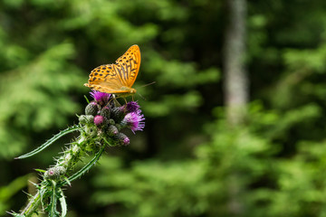 An orange butterfly on the thistle