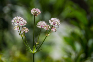Fototapeta premium Pink flower in the mountains bokeh