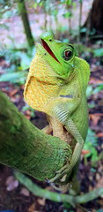 Green forest lizard.Jungle Sri Lanka