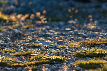 Moss on the top of the mountain and sunrise