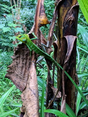 Green forest lizard.Jungle Sri Lanka