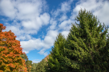beautiful trees in autumn showing foliage with cloudy sky