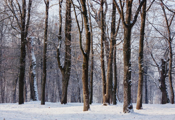 A sunny day in a snow-covered park.