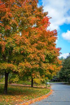 Beautiful Autumn Day In A Neighborhood