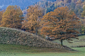 ch&ecirc;ne centenaire