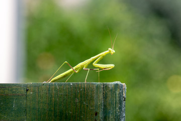 mantis on top of a door