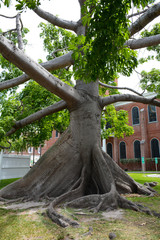 KEY WEST, FL, USA - APRIL 23, 2018: The Kapok tree on Key West island on the south of Florida