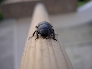 Stag beetle female on wooden round sprout, close-up