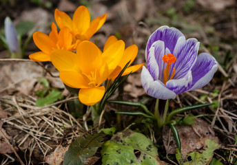 Spring flowers crocuses are yellow and blue with white in dry last year's grass.
