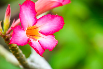 Fototapeta na wymiar Adenium or desert rose flower with background nature from the garden in spring day tropical design for wallpaper have copy space and text.