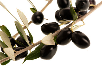 Ripe black olives on a branch isolated over white background