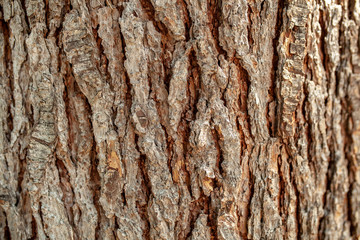 Background texture of tree bark. Skin the bark of a tree that traces cracking.