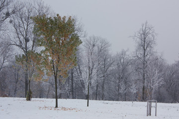 Winter landscape in the park. Birch with yellow and green leaves in hoarfrost.