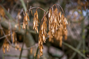 Close up view of many dry flying seeds hanging on branch. Kopački rit Nature Park (Amazon of Europe), Croatia.