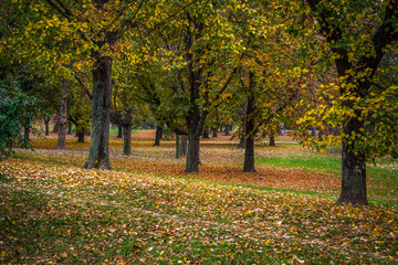 Landscape view of colorful autumn trees in city park. Osijek, Croatia.