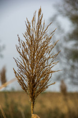 Close up view of dry spikelets of grass (Phragmites australis). Kopački rit Nature Park (Amazon of Europe), Croatia.