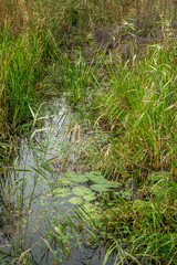 Close up view of grass (Phragmites australis) growing from marsh. Kopački rit Nature Park (Amazon of Europe), Croatia.