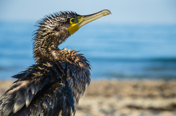  cormorant close up