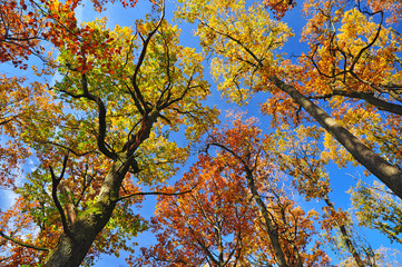 Nature background colorful trees in sky
