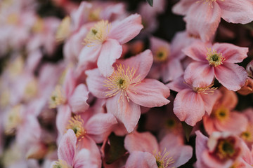 pink flowers