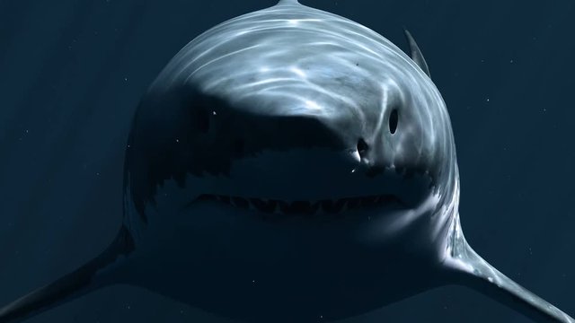 Great White Shark (Megalodon) in the Dark Depth. 3d animation. 4K