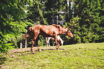 A herd of wild horses in the mountains. Ukrainian Carpathian Mountains. Hills and mountain peaks. Fabulous look.