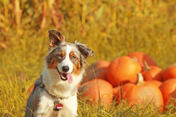 Australian shepherd dog sitting in front of pumpkins