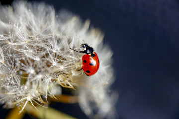 dandelion seeds and ladybug