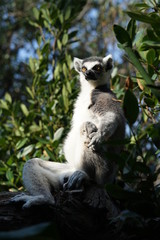 ワオキツネザル