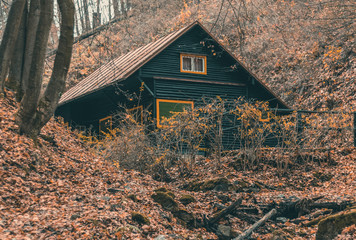 old abandoned house in forest