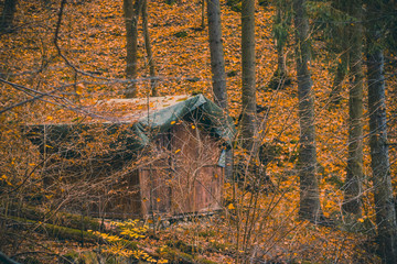 old abandoned house in forest