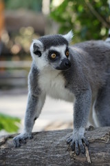 ワオキツネザル