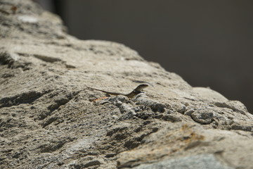 Lizard