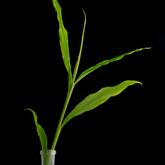 .Fresh green leaves in water drops, ginger on a black background