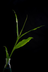 .Fresh green leaves in water drops, ginger on a black background