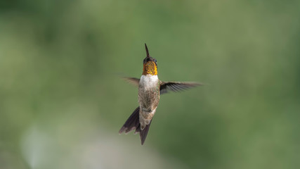 Hummingbird Happy Dance