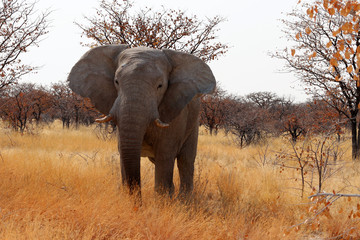Bull Elephant - Namibia