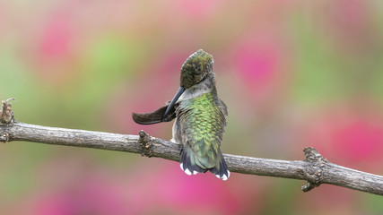 Preening