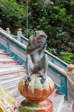 Affe kauert auf Maier von einer Treppe