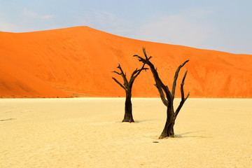 Death Vlei - Namibia