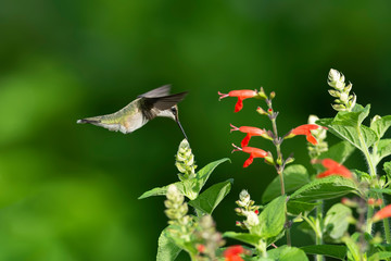 Sunny Corner of the Garden