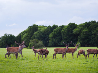 Naklejka na ściany i meble A herd of deer at Windsor Great Park