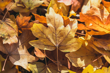 fallen autumn leaves