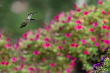 Which Flower is First