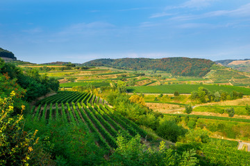 Fototapeta na wymiar Germany, Green terraces of grapevine in Kaiserstuhl vineyard and colorful forest
