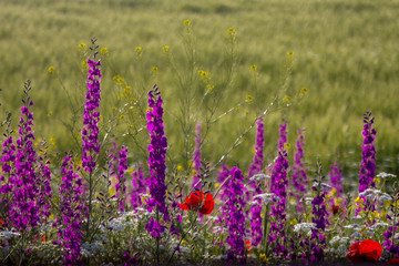 poppy and purple wild flower field