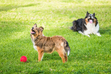 couple of dogs playing on the meadow with a red ball - puppies on the green fiend waiting to play - adorable domestic animals outdoor